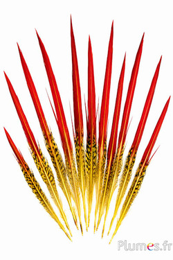 Goudfazant staart - 15-20 cm - rood-geel